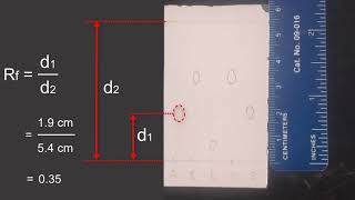 TLC of Analgesics Experiment Part 3 Visualizing Spots [upl. by Ojela]