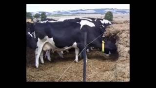 Trouble Shooting High Forage Dairy Rations John Goeser [upl. by Adnarom150]