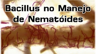 Quando aplicar Bacillus para nematóides na soja  Biota Ajuda Aí [upl. by Isis]