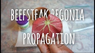 Beefsteak Begonia Leaf Propagation  Mini Greenhouse Method [upl. by Wallinga254]