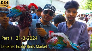 Lalukhet Exotic Hen and Rooster Birds Market 31324 Karachi Part 1  سوق الببغاوات الدجاجة والديك [upl. by Streeto]