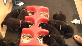 Elhart K9s German Shepherd Dogs  Litter quotAquot  First Weaning Meal [upl. by Yntirb]