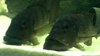 Tanganyika Cichlid Gnathochromis permaxillaris [upl. by Hafinah]