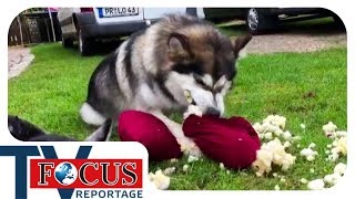 Problemhusky  Ein Fall für den Hundetrainer  Focus TV Reportage [upl. by Leunam41]