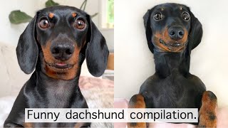 Funny dachshund compilation [upl. by Ileray]