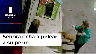 ¡Vaya monstruo Señora echa a pelear a su perro con otros callejeros y así reacciona [upl. by Arze501]