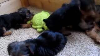 7 Week Old Yorkie Puppies UPDATE Potty Training amp More [upl. by Ymirej]