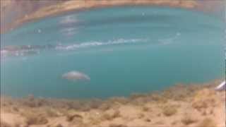 Lake Dixon  Catching Rainbow TROUT Underwater Action [upl. by Eitak325]