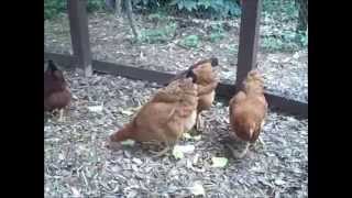 Raising Backyard Chickens The Easy Way [upl. by Pratte]