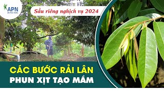 APN  CÁC BƯỚC RẢI LÂN VÀ PHUN TẠO MẦM  SẦU RIÊNG NGHỊCH VỤ 2024 anphatnong cayantrai saurieng [upl. by Attenaz]