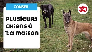 Plusieurs chiens à la maison  bien gérer sa meute [upl. by Ode]