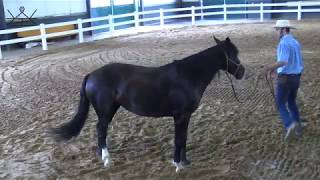 How to Move Your Horse’s Hind Quarter Yield on the Ground  Ground Work Series 26 Exercise 1 HQ [upl. by Clift]