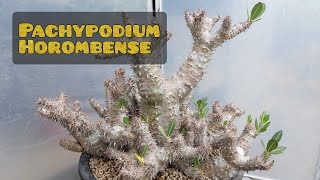 PACHYPODIUM HOROMBENSE  CACTO32 [upl. by Aileek]