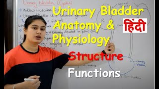 Urinary Bladder Anatomy amp Physiology in Hindi  Structure  Functions [upl. by Ahsiekim]