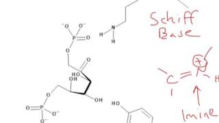 CHEM 407  Glycolysis  4  Aldolase Mechanism [upl. by Sofer77]