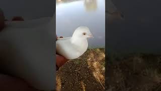 Pati Wale Kabootaron Ka Shouk Karen shorts video love viralvideo birds kabotar pigeon comedy [upl. by Ruon]