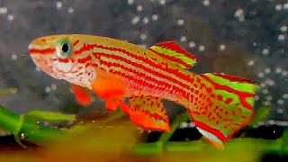 Aphyosemion Striatum killifish [upl. by Eisaj]