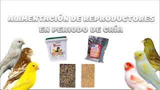 ¿¿PIENSOS O SEMILLAS🧐 ALIMENTACIÓN👨🏼‍🍳👨🏼‍🍳 DE LOS REPRODUCTORES DURANTE LA CRÍA🐣🐥 [upl. by Ayotel764]