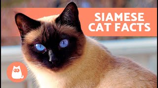 10 FACTS About SIAMESE CATS 🐱🐾 Fascinating Facts [upl. by Wilmar617]