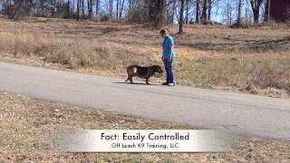 Can You Control A Hound On A Scent Electronic Collar Training [upl. by Enomed]