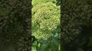 Turning Pink perennials garden sedum latesummerbloom [upl. by Delwyn]