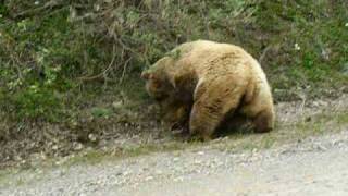 Bear Attack in Denali Alaska 2008 [upl. by Blackington]