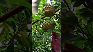 What you call this juicy FRUIT in ur area🤔 custardapple sitaphal sugarapple cherimoya sharifa [upl. by Nahtanoj94]