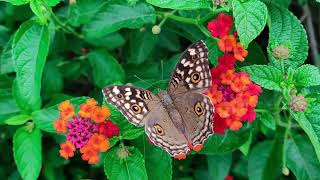 Butterflies are winged insects from the lepidopteran suborder Rhopalocera [upl. by Eceirehs435]