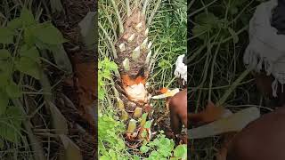 ఈత చెట్ల కొమ్మలు కత్తిరించుట palm tree farming shorts [upl. by Yrbua]