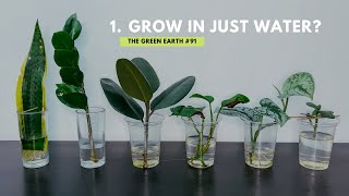 91 Top 6 Common Indoor Plants That Can Grow In Water  Grow Houseplants Without Soil [upl. by Volpe]