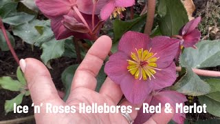 Ice ‘n’ Roses Hellebores  Red and Merlot [upl. by Adamina]