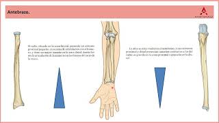 66 El antebrazo Clase de Anatomía Humana de Gray [upl. by Demeter288]