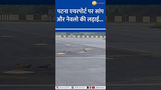 Snake Vs 3 Mongooses Watch Epic Showdown At Patna Airport Runway [upl. by Fillbert]