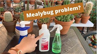 VLOG7 How to treat mealybugs  Get Rid of Mealybugs  neemoil [upl. by Banerjee21]