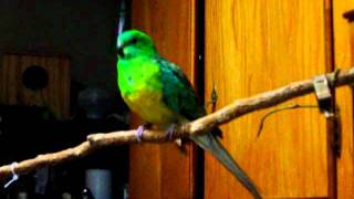 redrump parakeet calling [upl. by Virgie391]