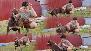 si ganteng dan si cantik pitbull ganas milik cewek sombong  anak cici cantik bermain bersama anjing [upl. by Casady]