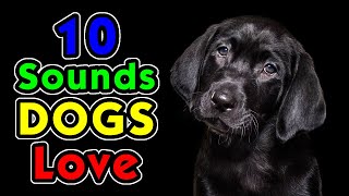 10 Sounds Dogs Love To Hear the Most [upl. by Nixon83]