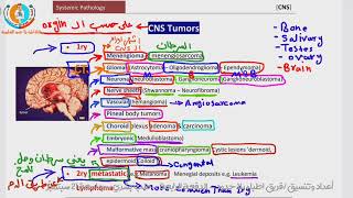 1 Pathology of CNS  tumors of CNS part 1  للدكتور عبدالرحمن خليفة  لأمراض الجهاز العصبي المركزي [upl. by Enellek927]