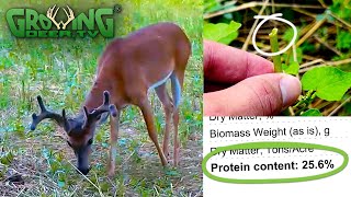 What Deer Eat  Is it Nutritious or Good for Them 710 [upl. by Andres]