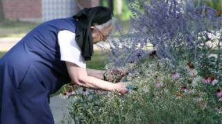 Nuns help researchers discover more about Alzhimers [upl. by Ojillek]