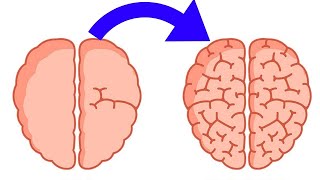 100 Gehirnpotential aktivieren 5 Substanzen für Dein Gehirn 🧠 Intelligenz Booster [upl. by Aryn482]