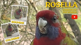 Australian Crimson Rosella Your Ideal Wild Companion or Pet Parrot 🦜🦜🦜 [upl. by Brindell500]