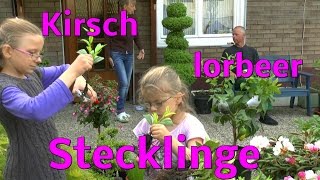 Stecklinge vom Kirschlorbeer einpflanzen [upl. by Yelahc456]