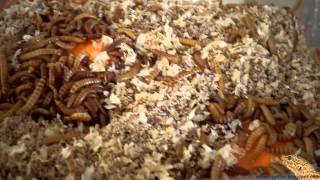 Leopard Gecko Food  Buffalo Worms Lesser Mealworms  20130621 [upl. by Buyse]