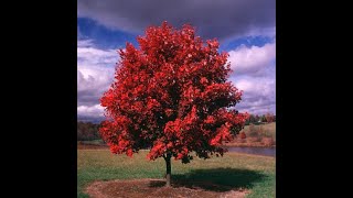 How to plant bare root October Glory Maple Trees [upl. by Aicilat]