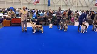 World Dog Show 2023 Geneve  Australian Shepherds  Females Champion Class [upl. by Neemsay]