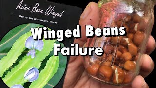 Asian Winged Beans Failure [upl. by Orion906]