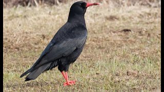 Chough1h bird sound [upl. by Amethist]