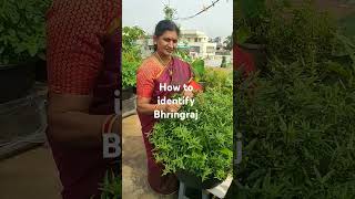 HOW TO IDENTIFY THE BHRINGRAJ PLANT [upl. by Nileuqaj]