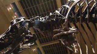 Smithsonian receives a nearly complete TRex skeleton [upl. by Hardigg565]